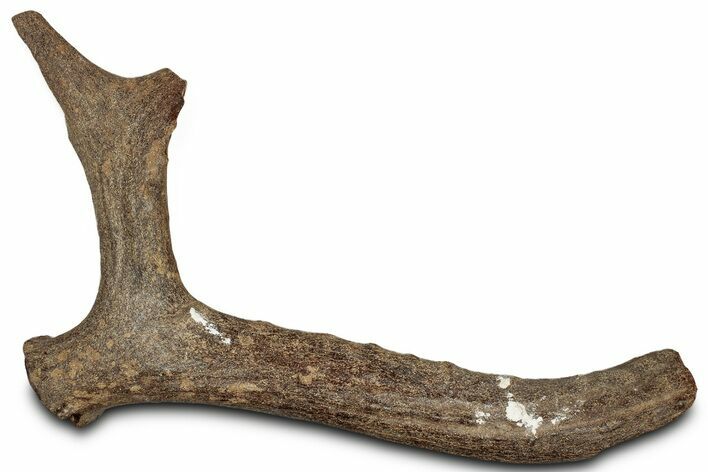 Pleistocene Fossil Deer Antler - Florida #325963